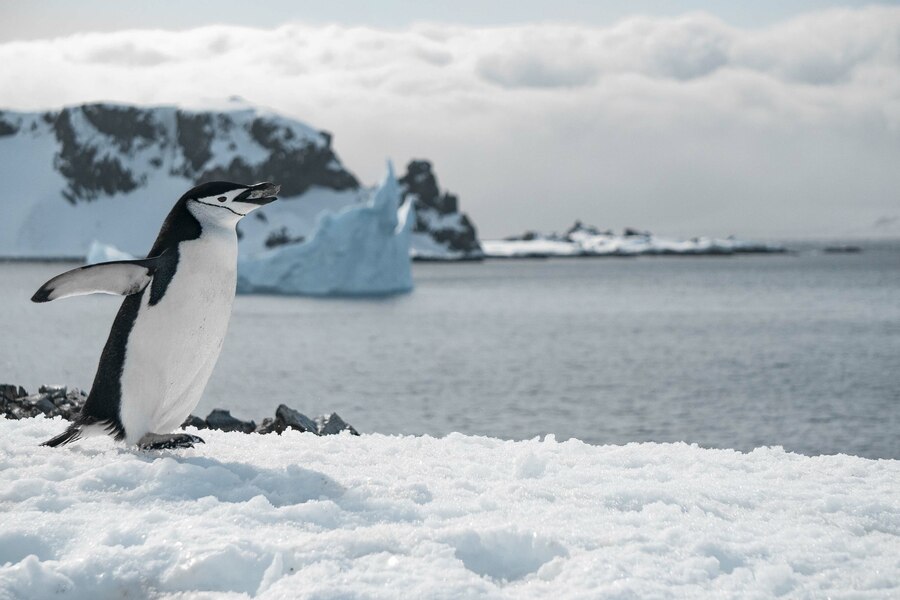 penguin-walking-frozen-beach_181624-50490.jpg