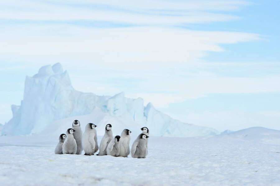 emperor-penguin-chicks-antarctica_145025-477.jpg